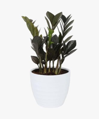 Advi Decorative Zamioculcas Zamiifolia Plant